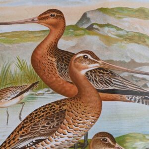 S3038850_2 S3038850_2