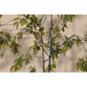 S3061843_2 S3061843_2