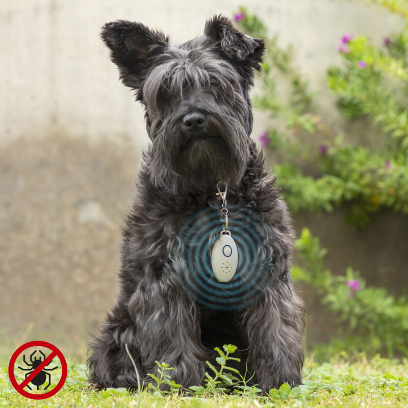 V0103219_0 V0103219_0